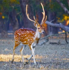 Chail Wildlife Sanctuary